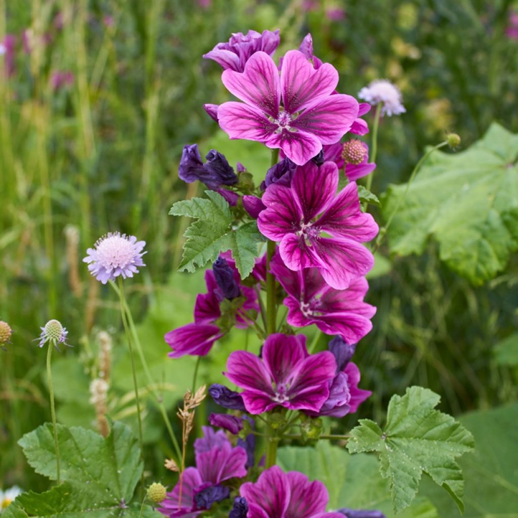 Malva sylvestris var Mauritiana biologisch (zaad) - Groot kaasjeskruid