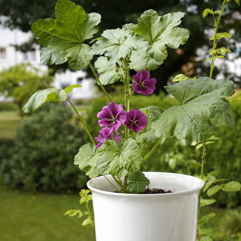 Malva sylvestris var Mauritiana biologisch (zaad) - Groot kaasjeskruid