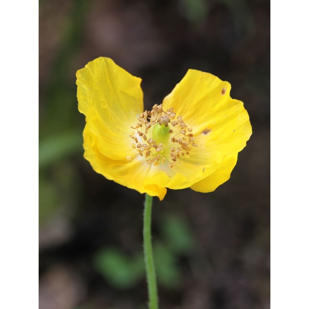 Meconopsis cambrica - Schijnpapaver