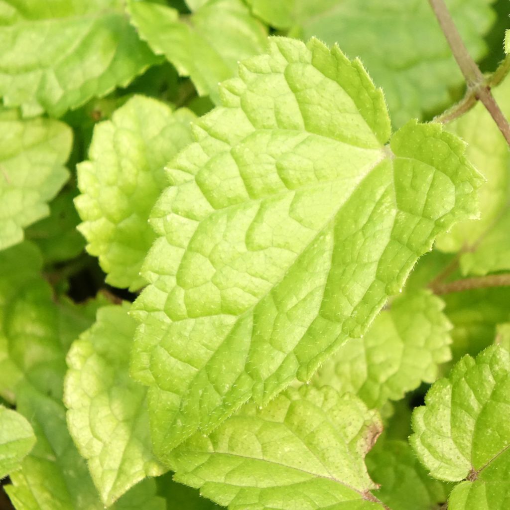 Meehania urticifolia Japan Blau - Schijndovenetel