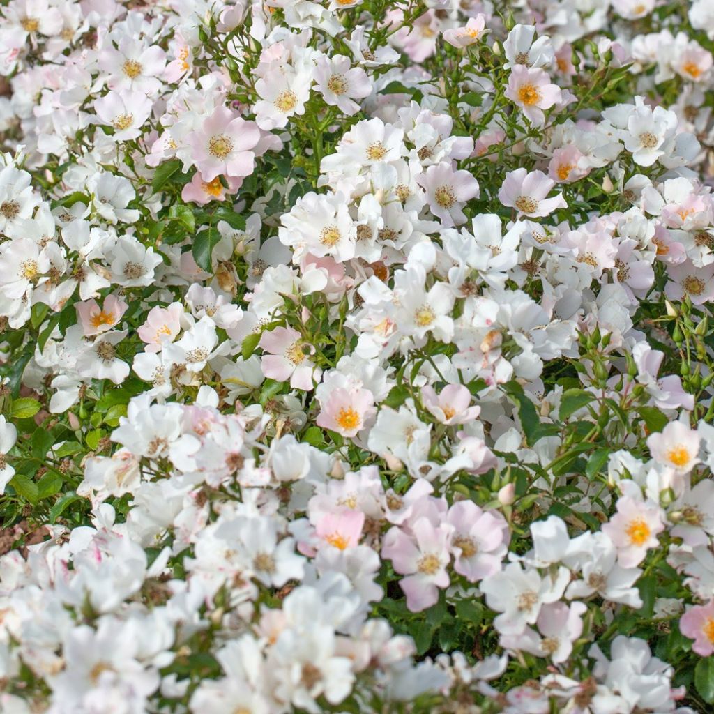 Rosa Champs Elysées - Trosroos