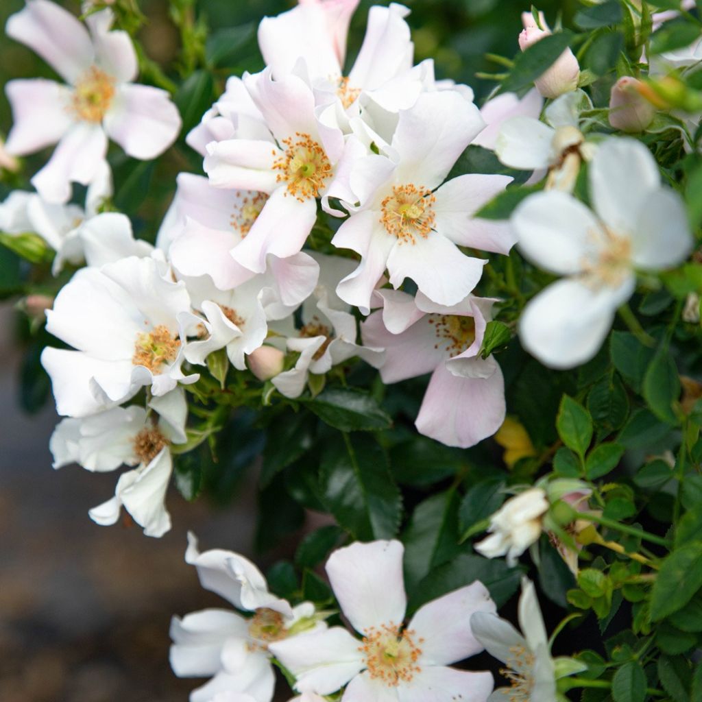 Rosa Champs Elysées - Trosroos