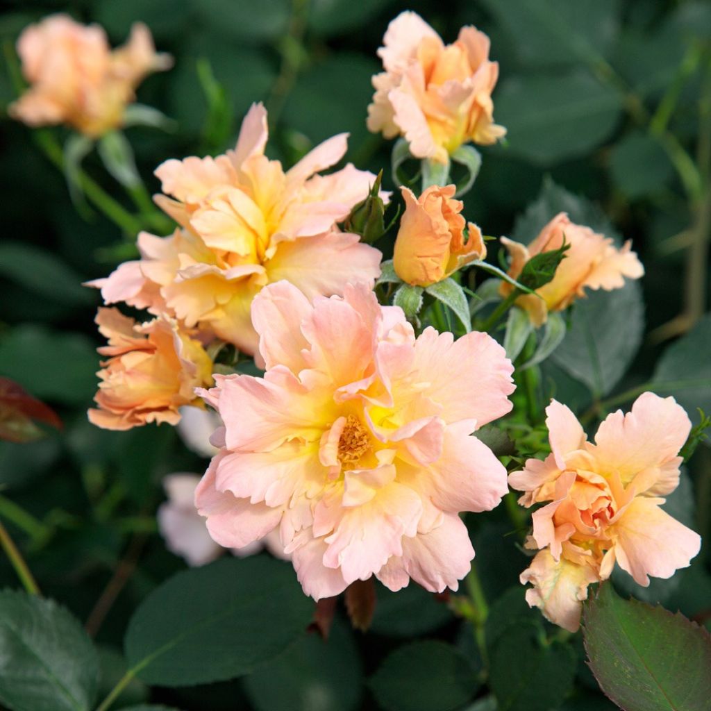 Rosa Flame Origami - Trosroos