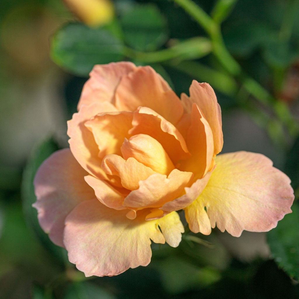 Rosa Flame Origami - Trosroos