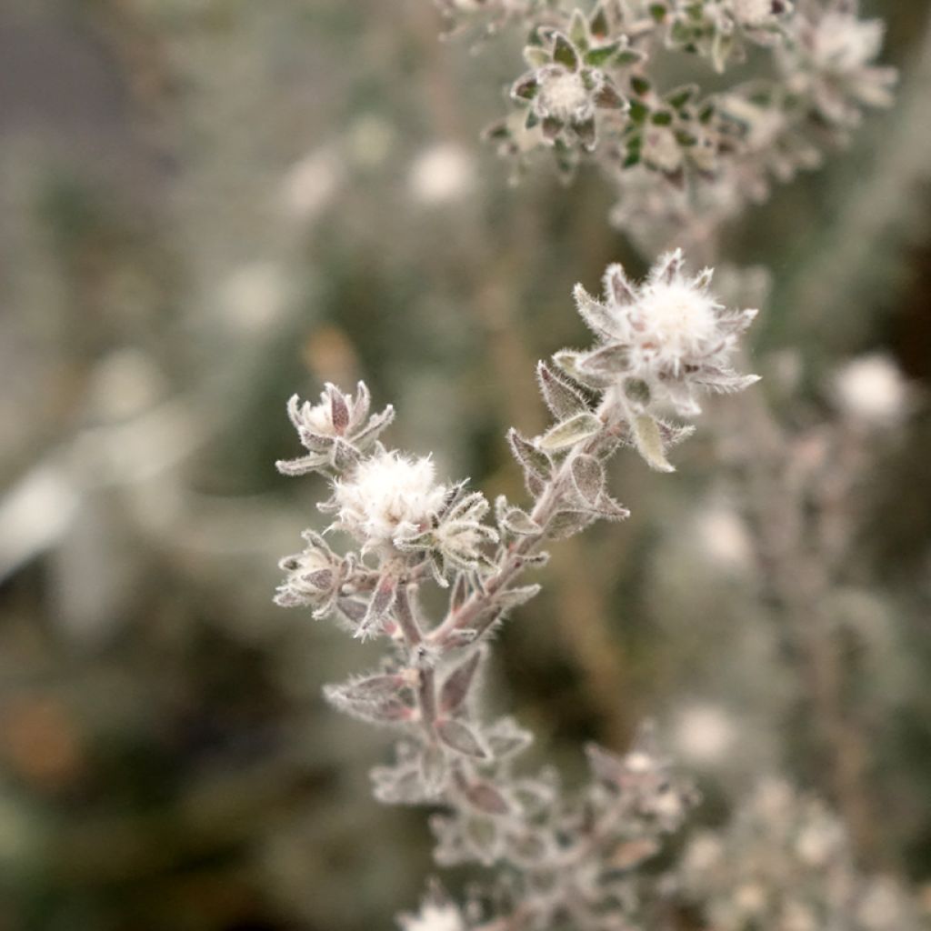 Melaleuca squamea - Theeboom