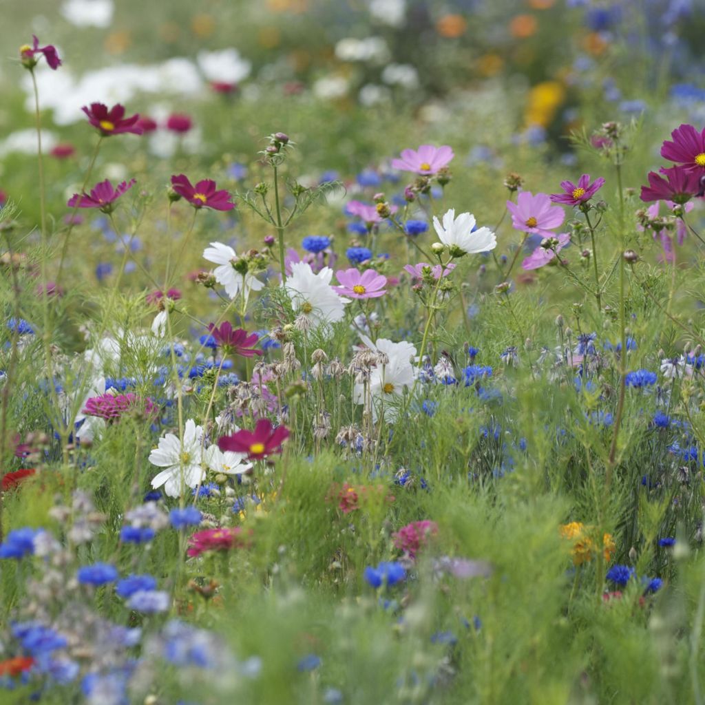 Zomerplukmengsel om te zaaien
