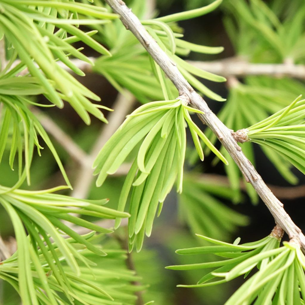 Pseudolarix amabilis - Goudlork