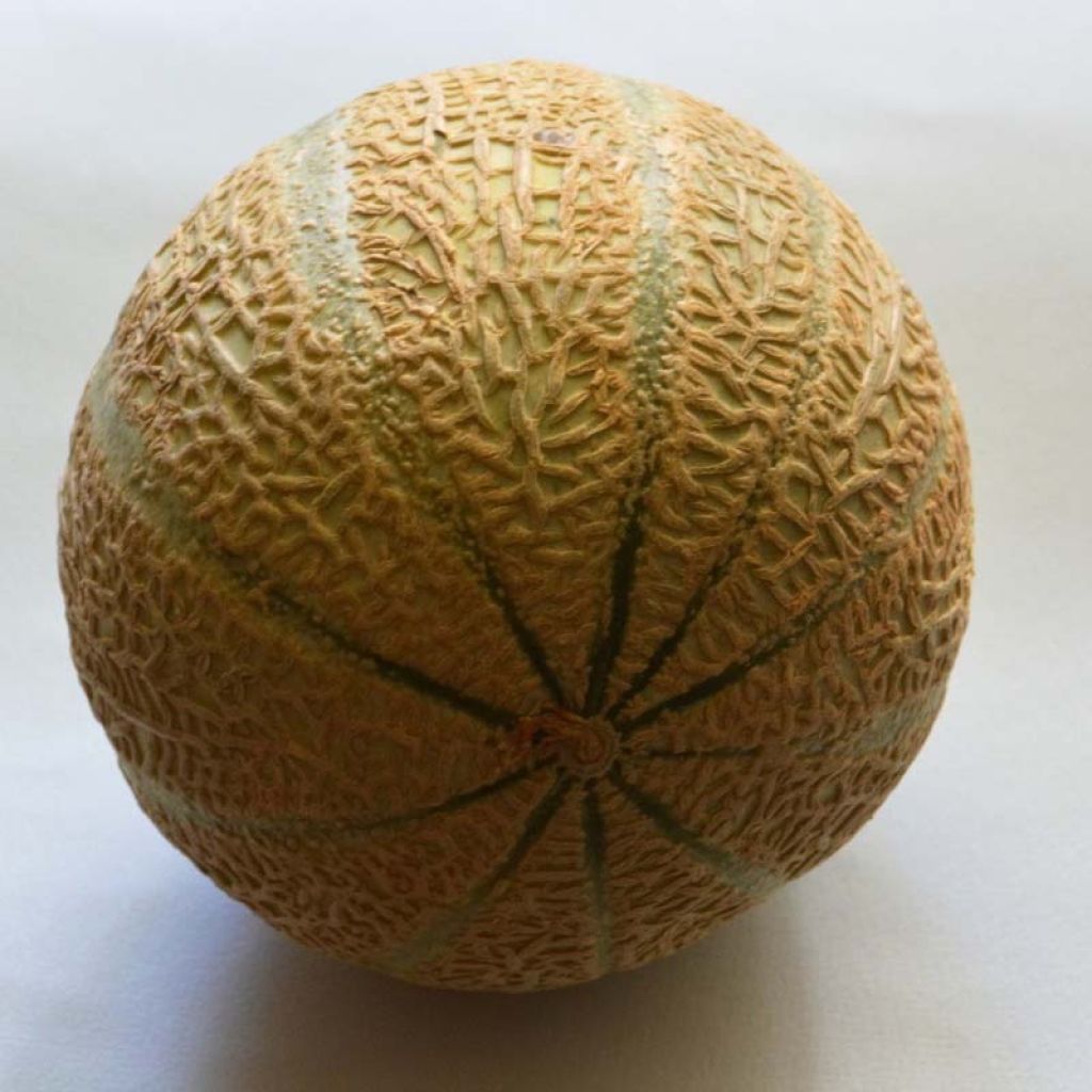 Cantaloupe-meloen Anasta F1 (jonge planten)