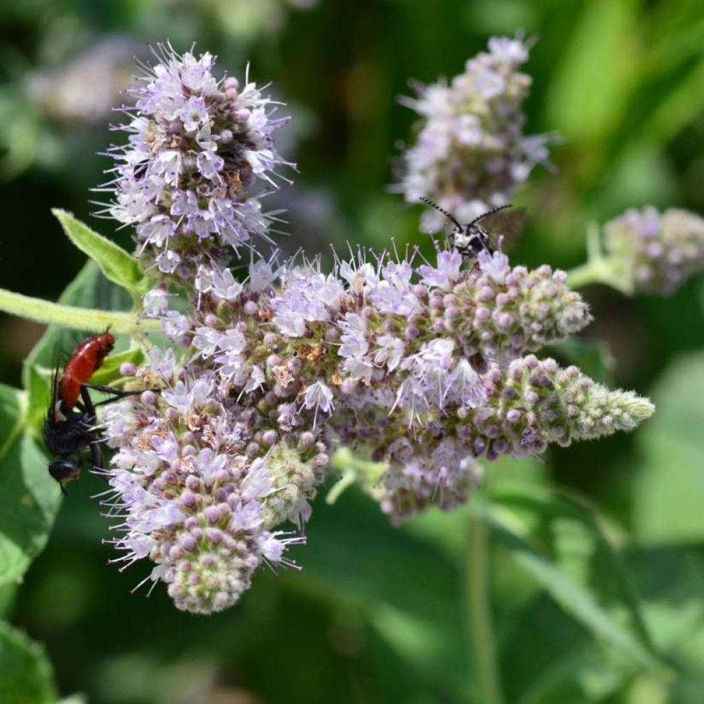 Hertsmunt Buddleia - Mentha longifolia