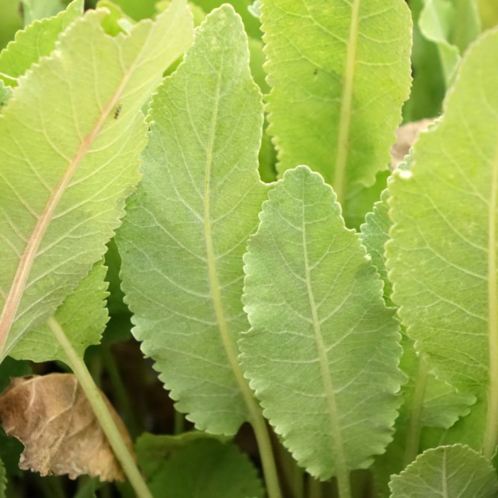 Balsemwormkruid - Tanacetum balsamita