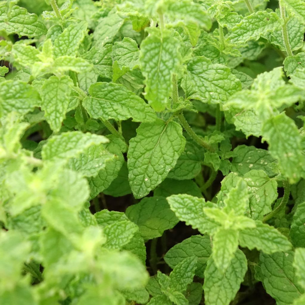 Aardbeienmunt - Mentha arvensis Strawberry