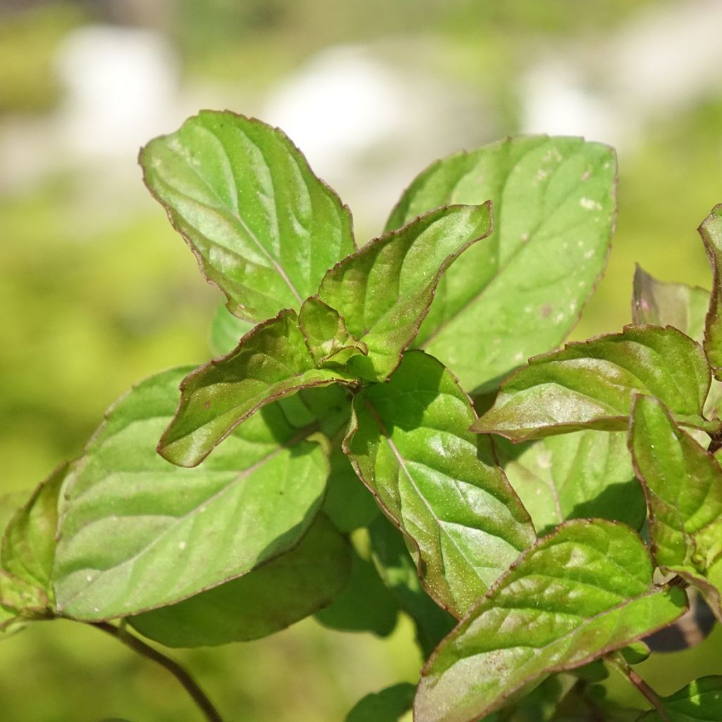 Sinaasappelmunt - Mentha piperita Orange