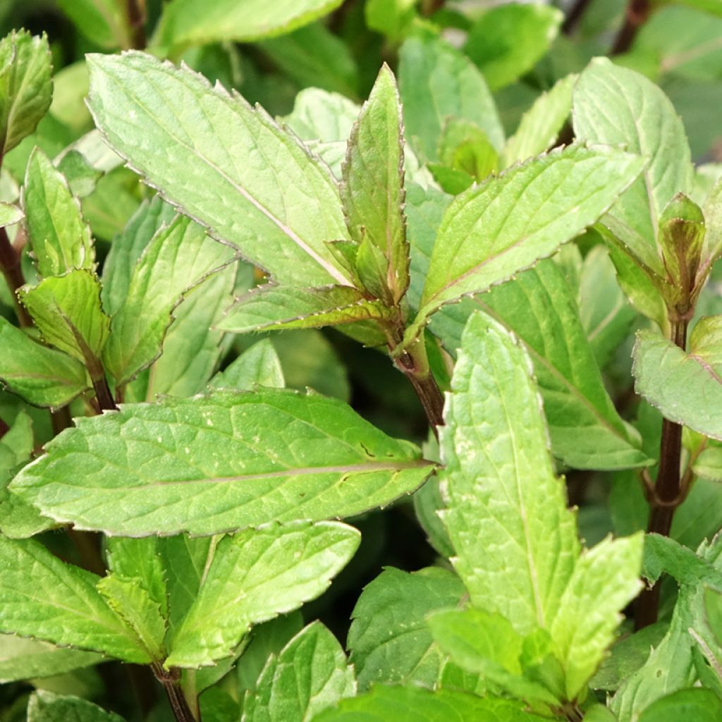 Pepermunt BIO - Mentha piperita (jonge planten)