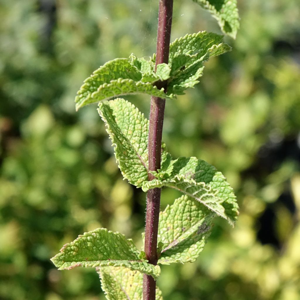 Tashkent munt BIO - Mentha spicata Tashkent