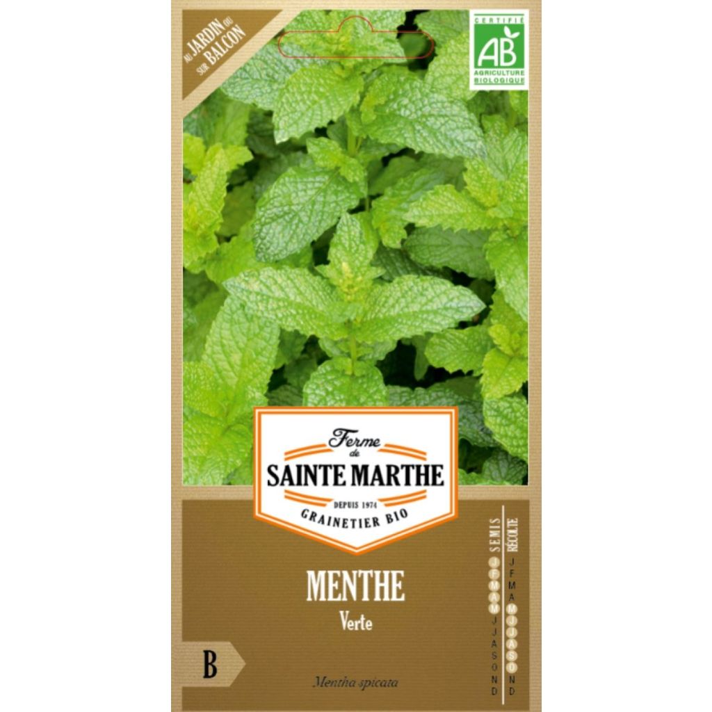 Groene munt BIO Ferme de Sainte Marthe - Mentha spicata