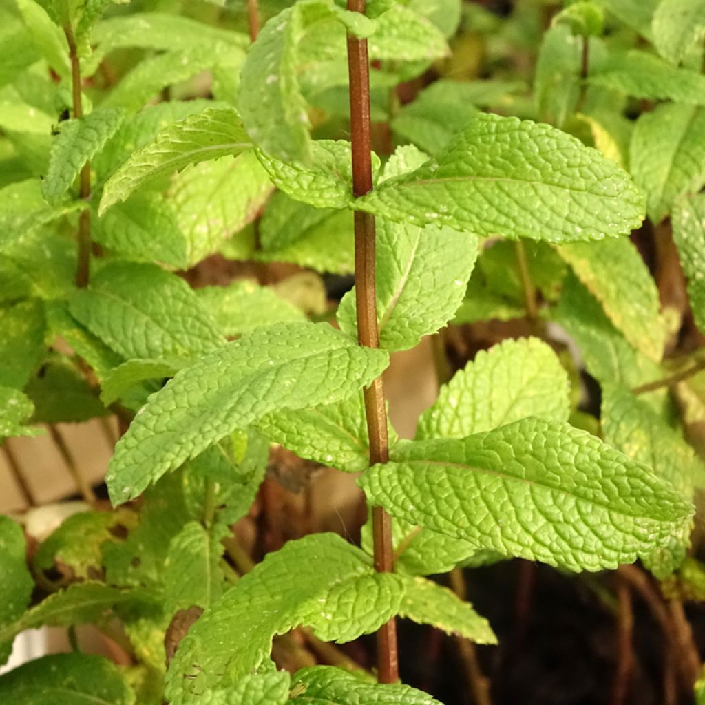 Groene munt BIO (jonge planten) - Mentha spicata
