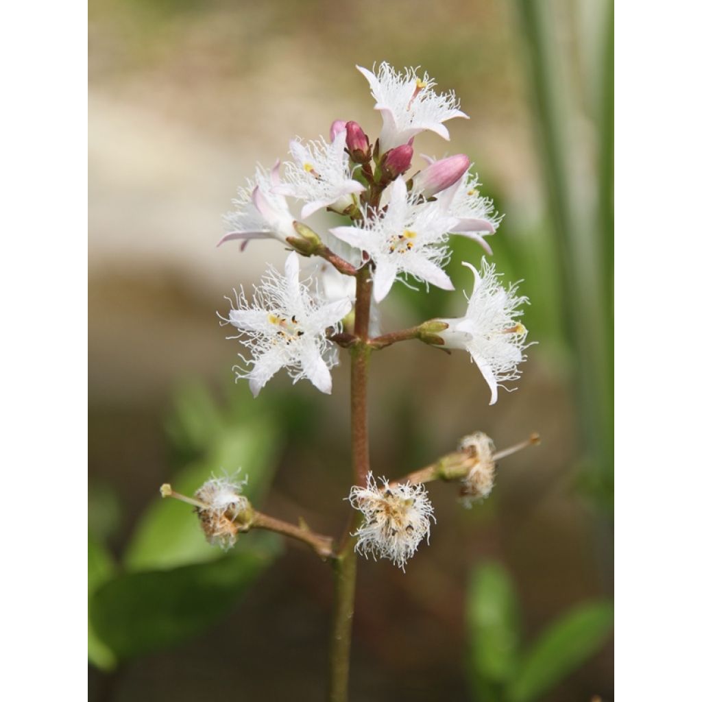Une fleur ravissante et bien visible