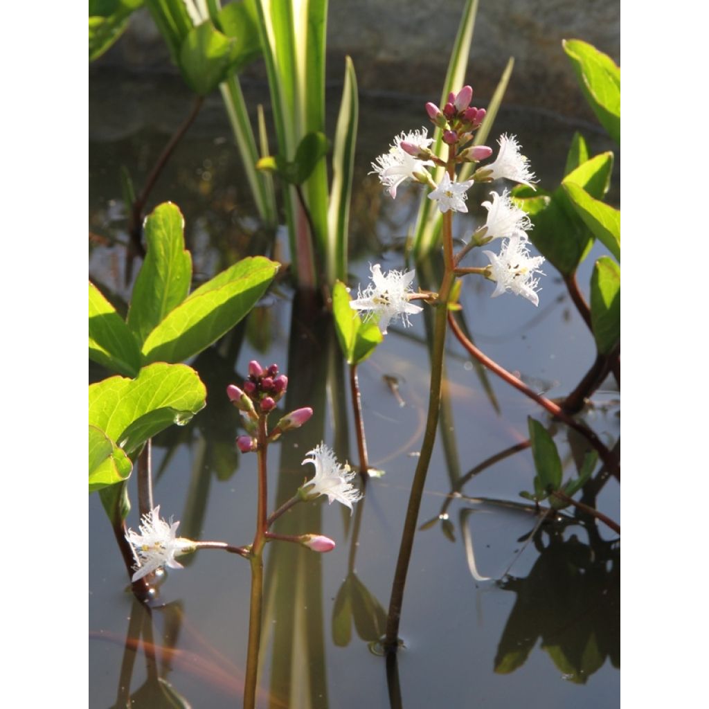 Menyanthes trifoliata - Waterdrieblad