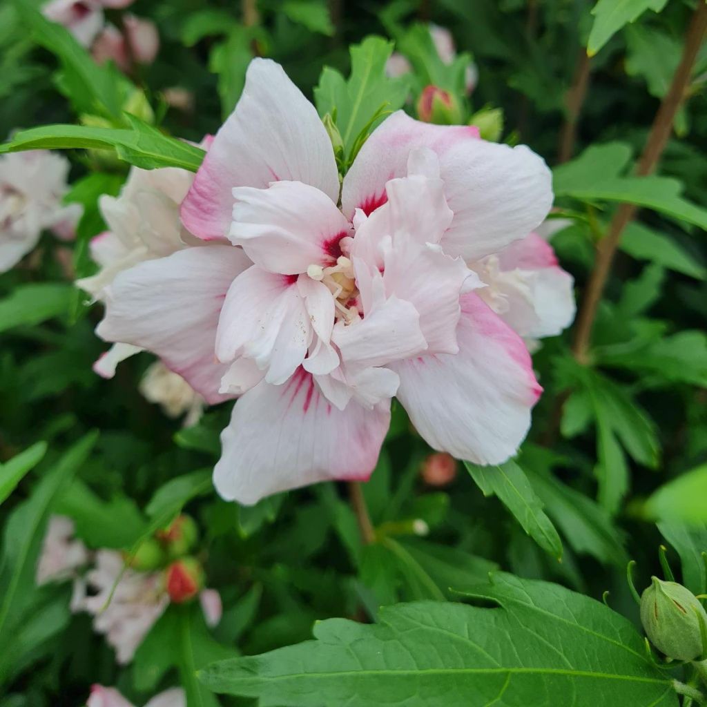 Hibiscus syriacus Leopoldii - Tuinhibiscus