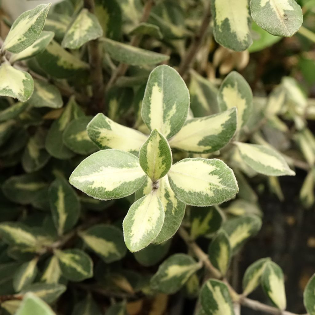 Metrosideros kermadecensis Aureomarginata - Nieuw-Zeelandse kerstboom