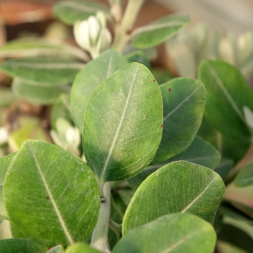 Metrosideros thomasii - Nieuw-Zeelandse kerstboom