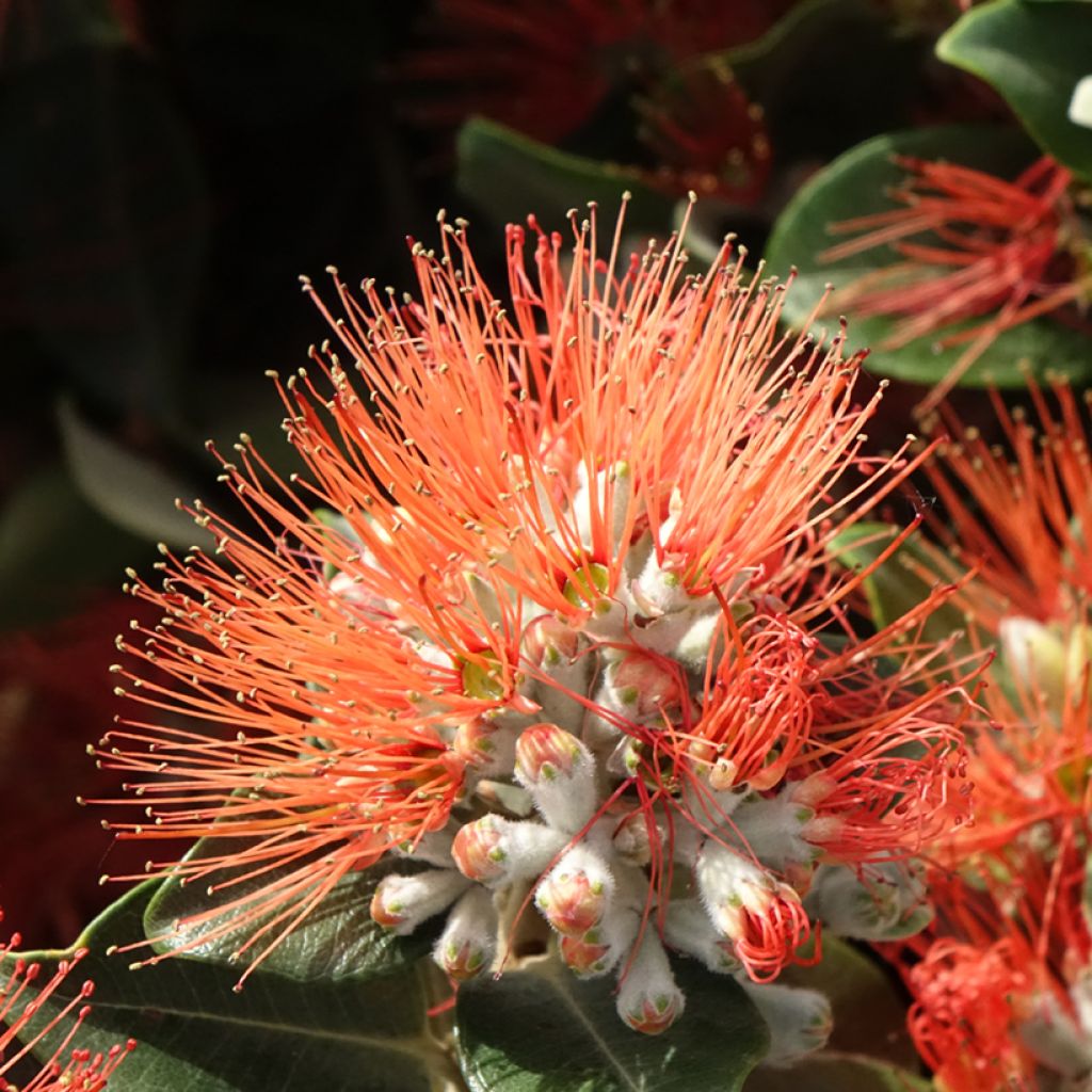 Metrosideros thomasii - Nieuw-Zeelandse kerstboom