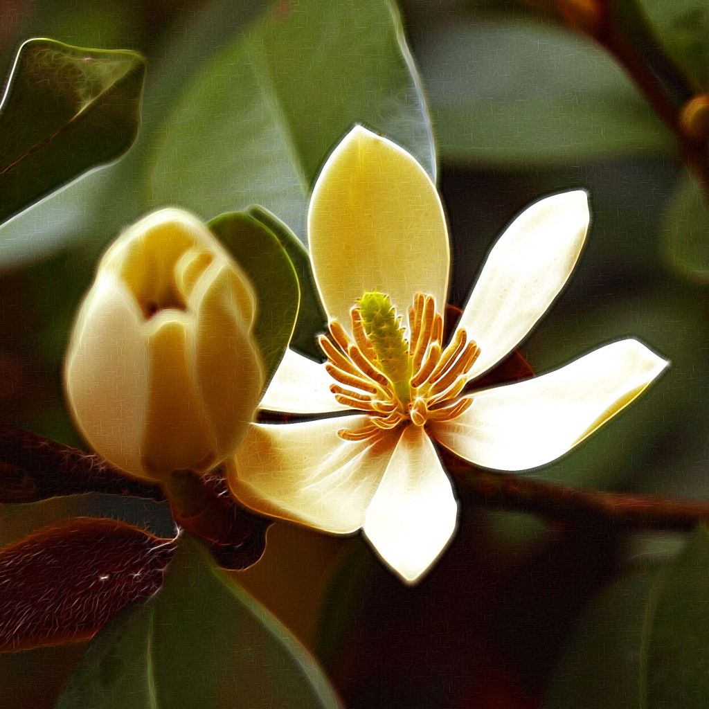 Magnolia figo - Bananenstruik