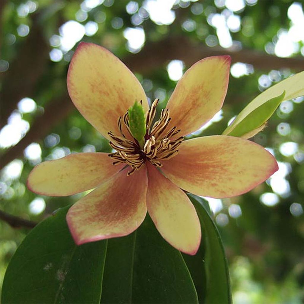 Magnolia figo - Bananenstruik