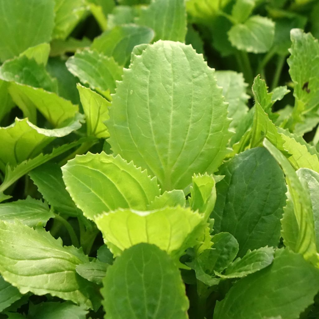 Mimulus Bonfire Rood - Maskerbloem