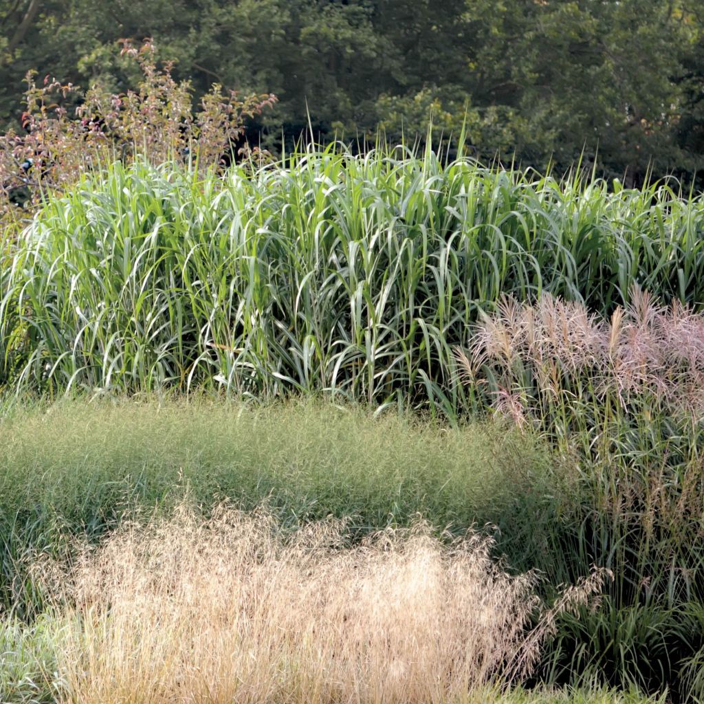 Miscanthus giganteus - Prachtriet