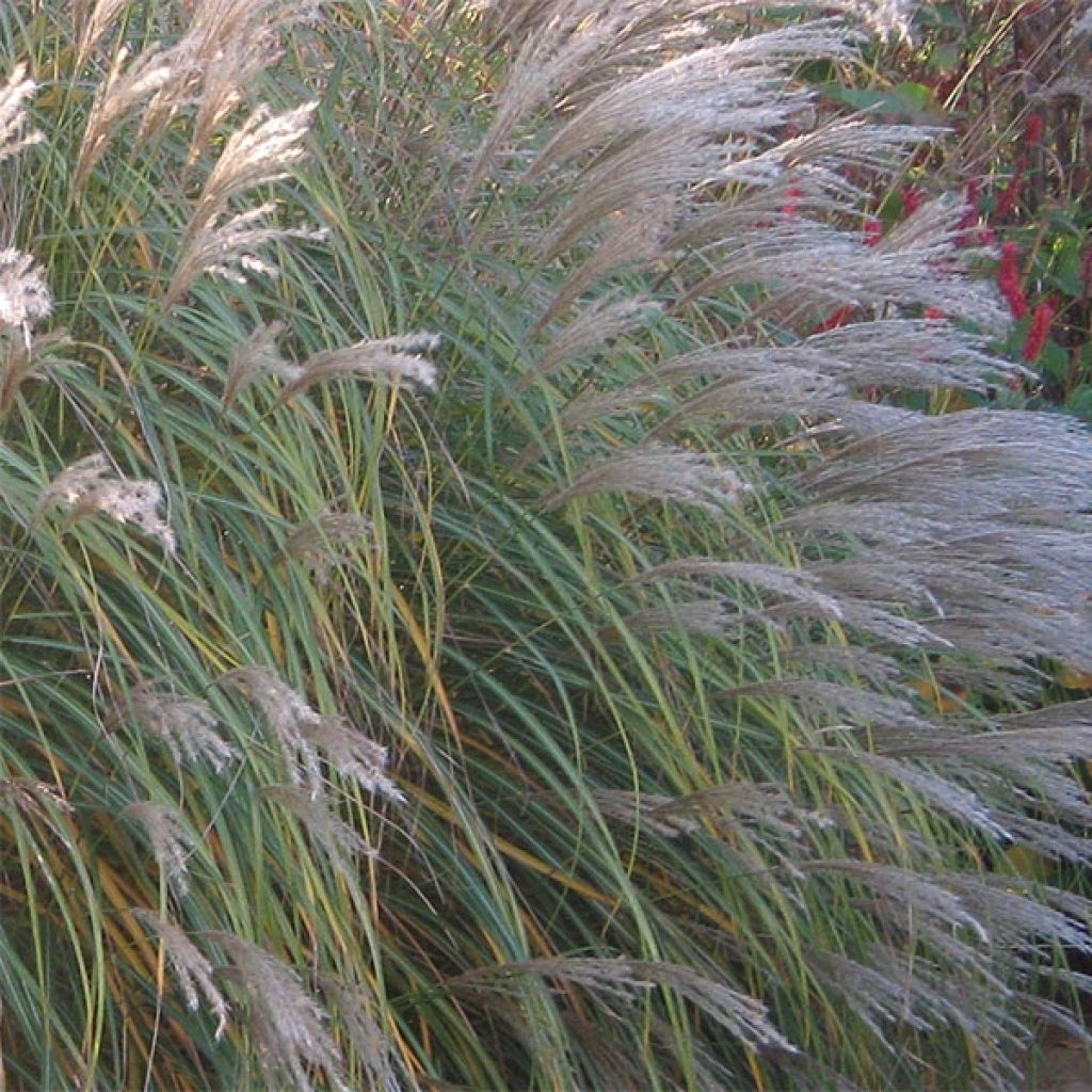 Miscanthus sinensis Adagio - Prachtriet