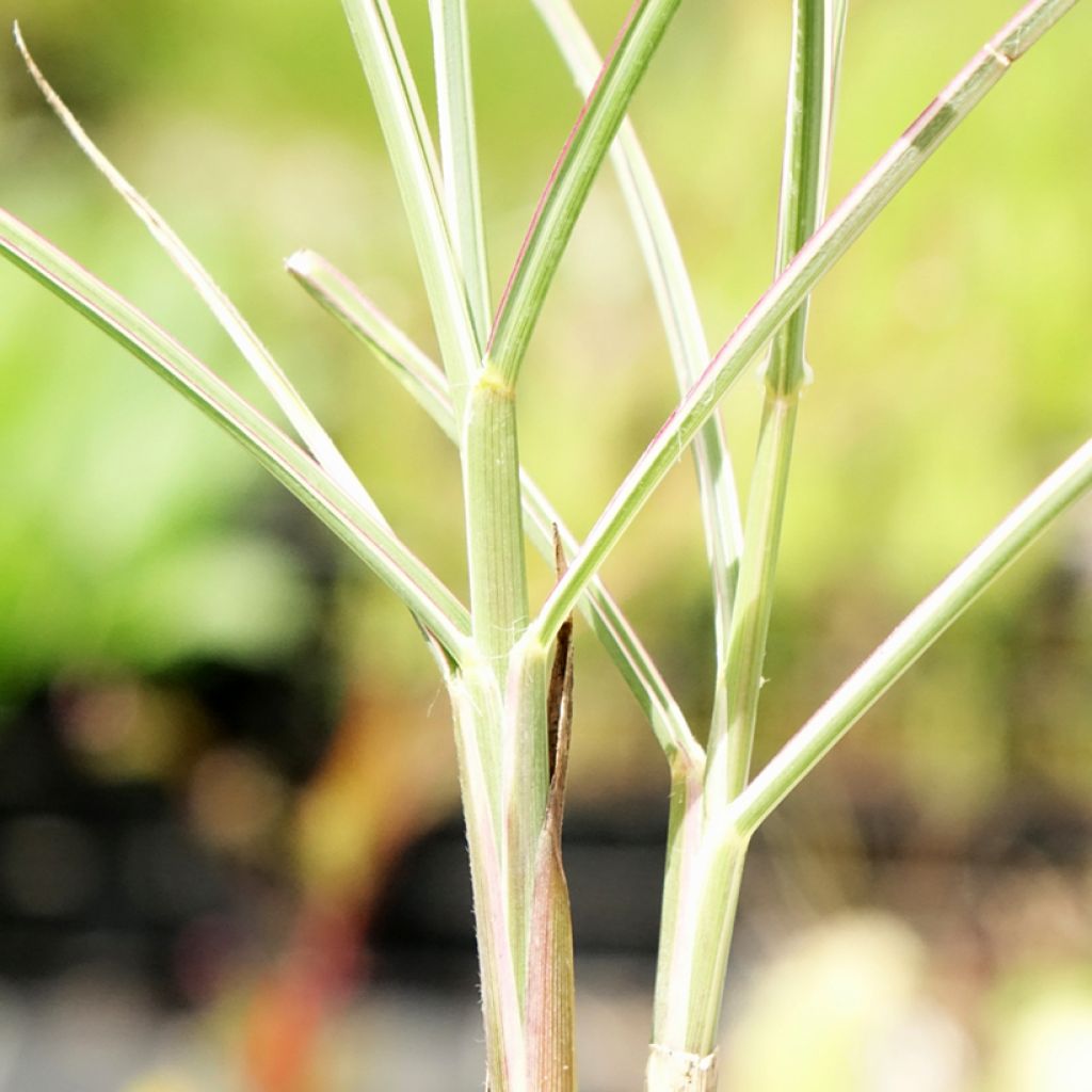 Miscanthus sinensis Morning Bright - Prachtriet