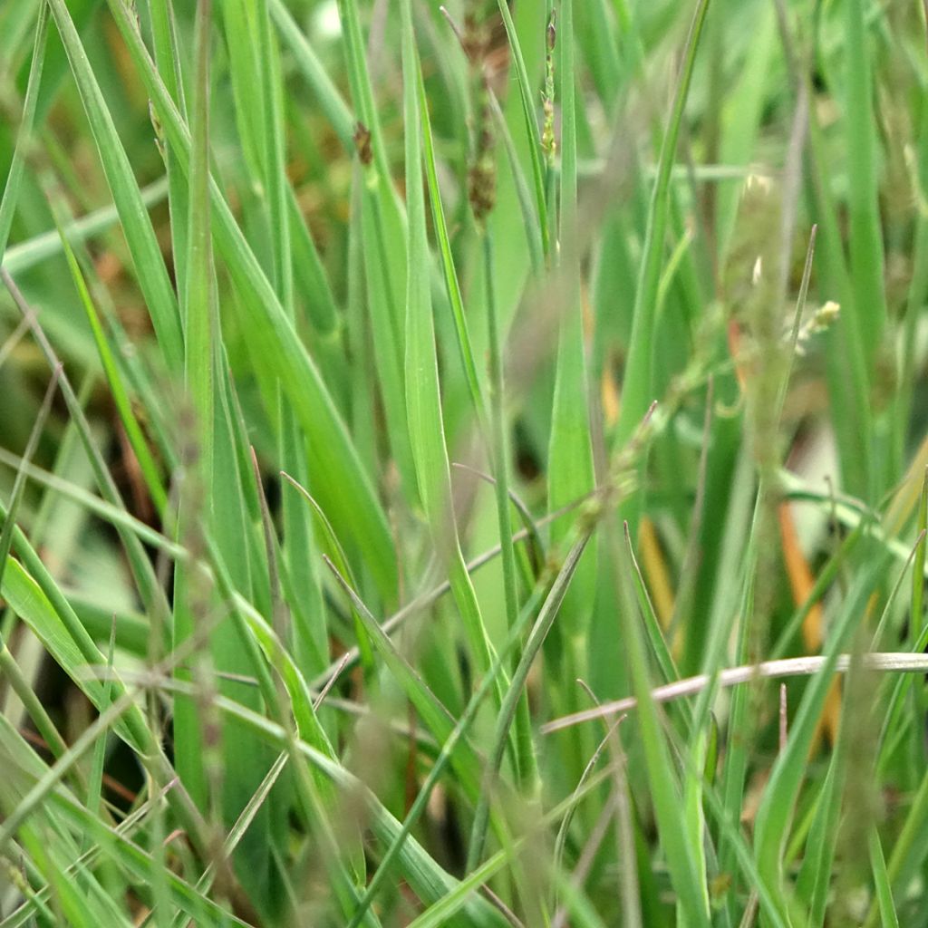 Molinia caerulea Moorflamme - Pijpenstrootje