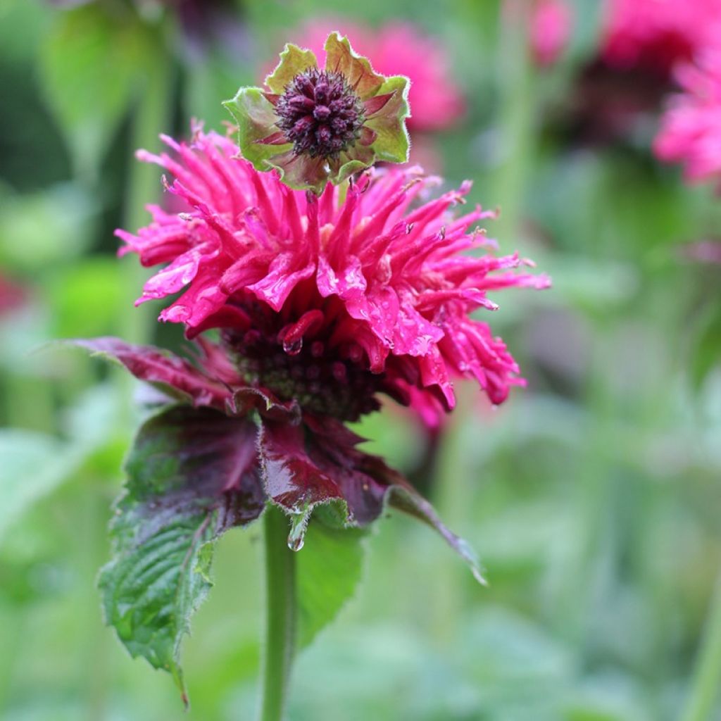 Monarda Bee True - Bergamotplant
