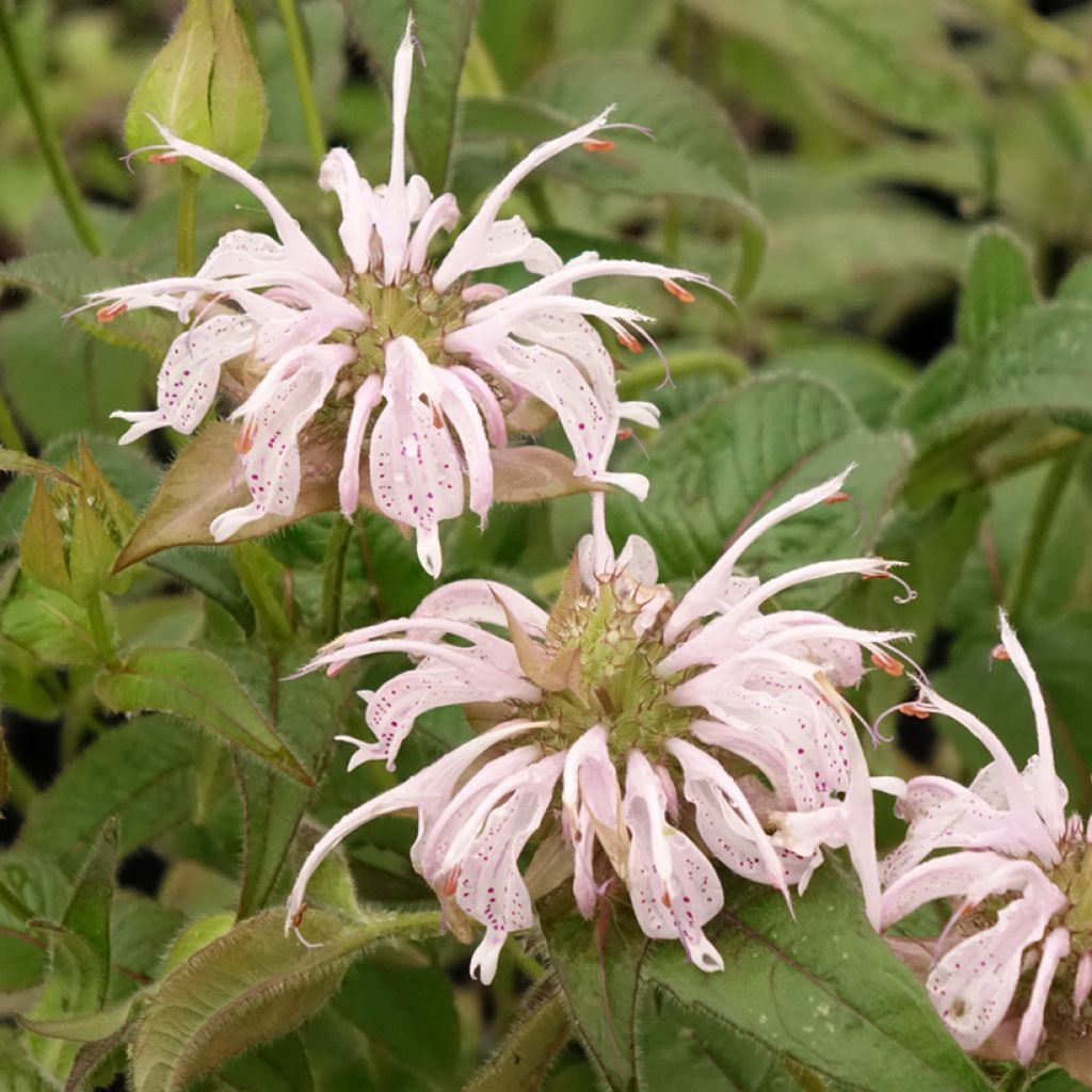 Monarda bradburiana - Bergamotplant