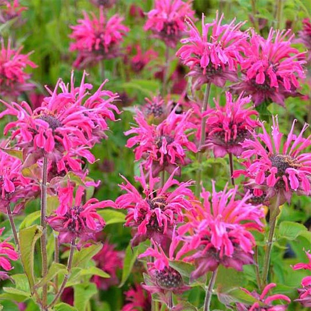 Monarda Heidelerche - Bergamotplant