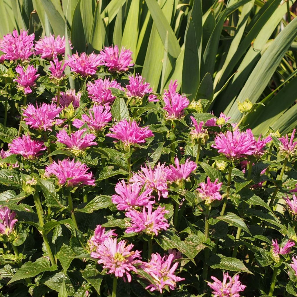 Monarda Petite Delight - Bergamotplant