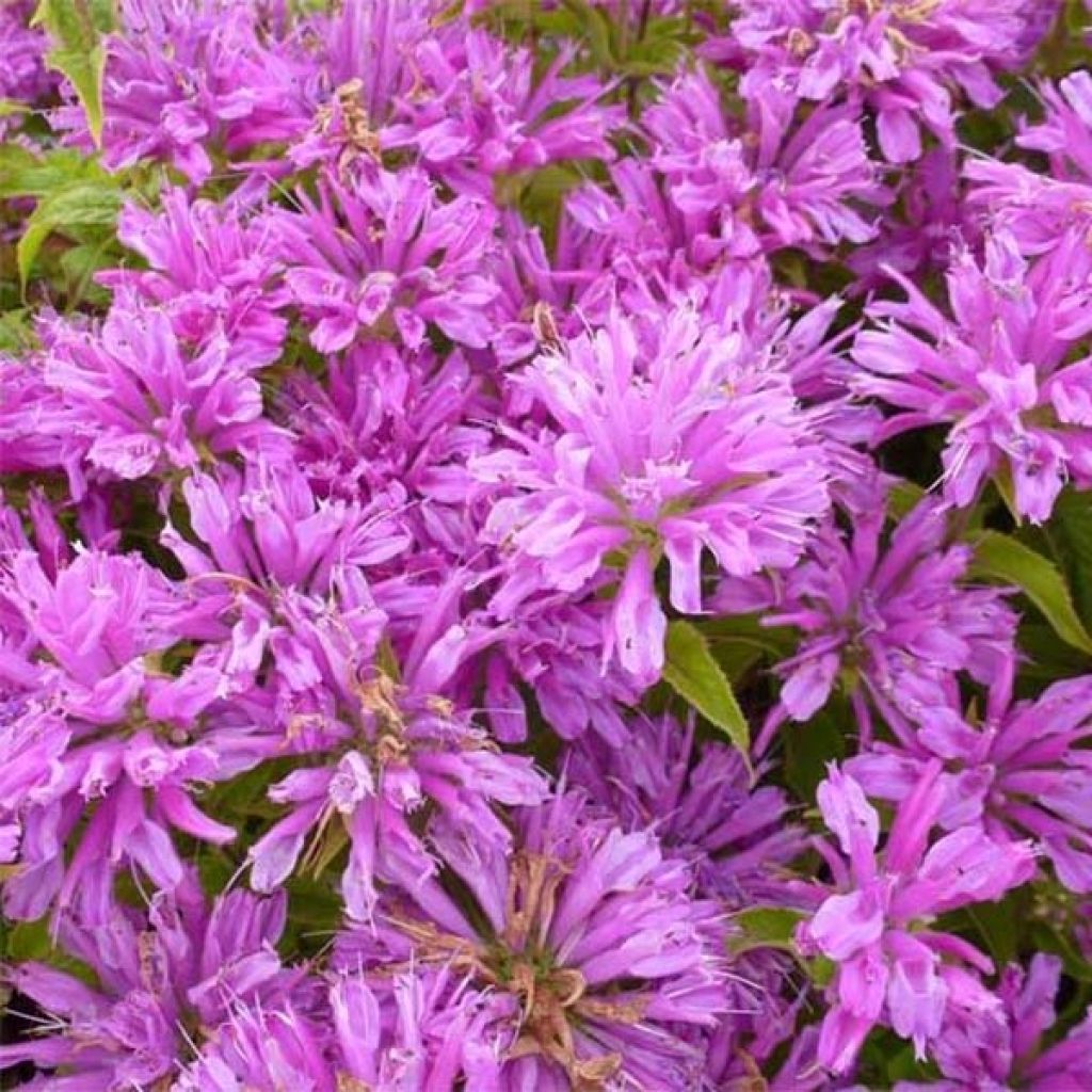 Monarda Petite Delight - Bergamotplant