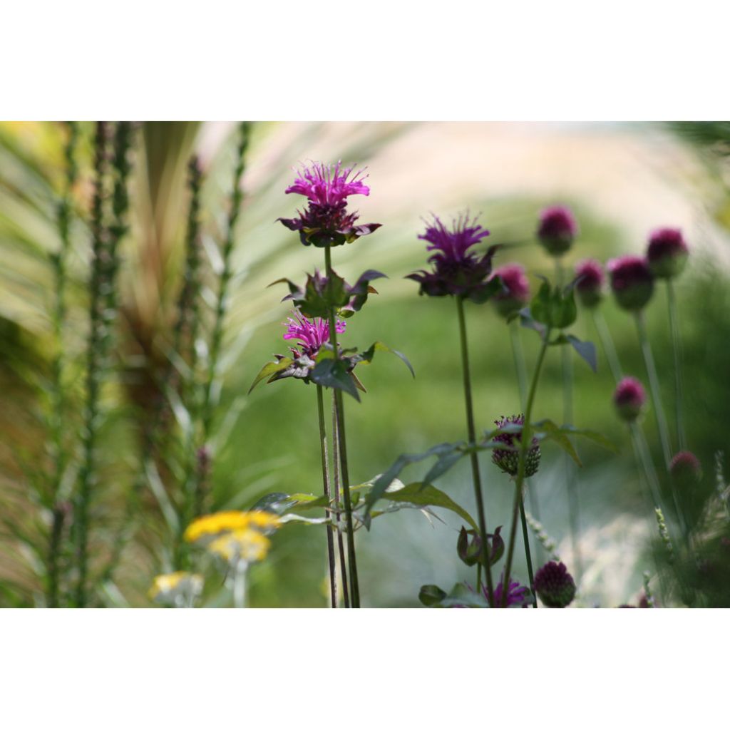 Monarda fistulosa Scorpion - Bergamotplant