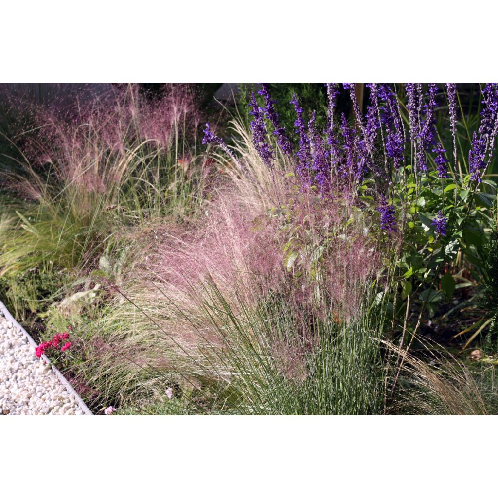 Muhlenbergia capillaris - Prairiegas
