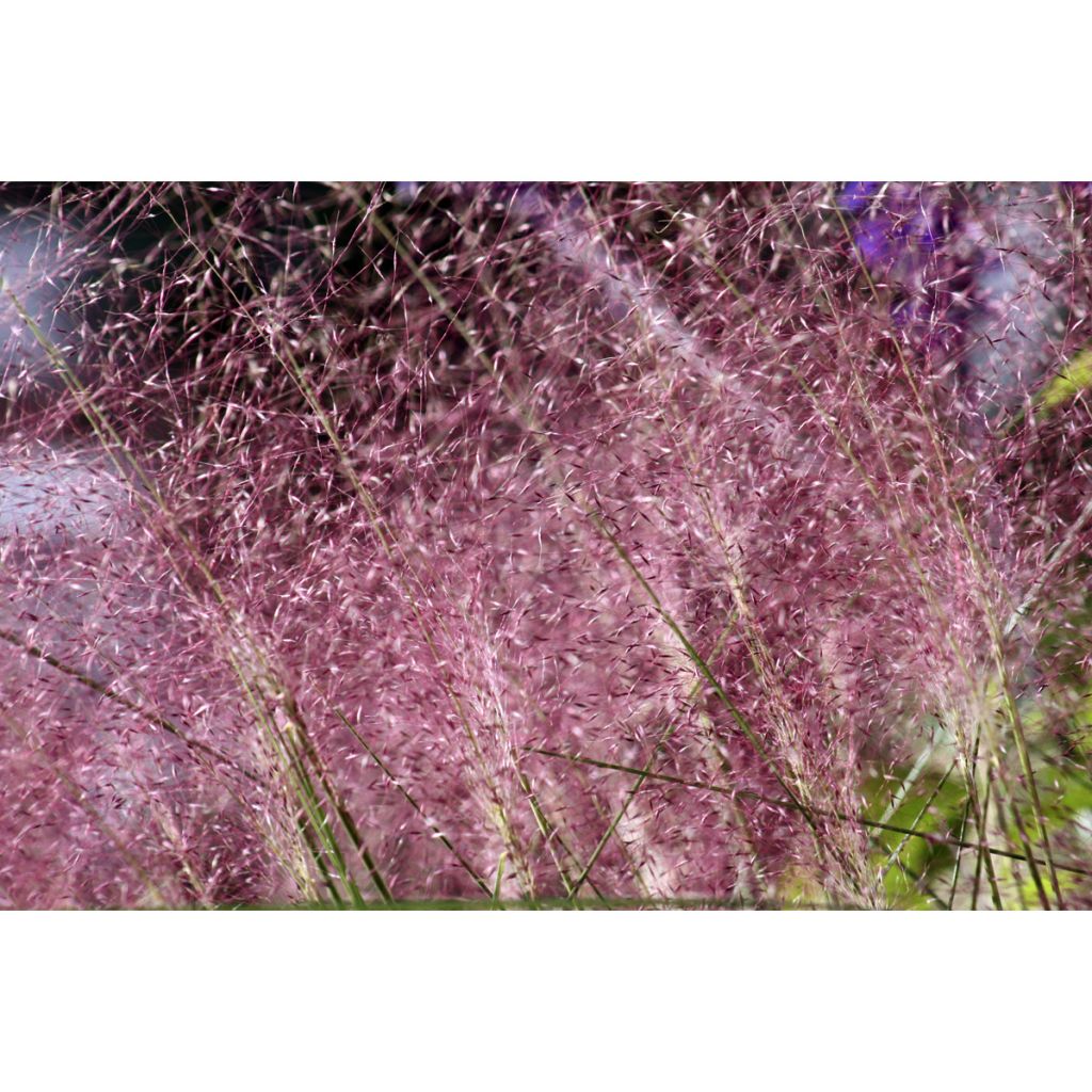 Muhlenbergia capillaris - Prairiegas
