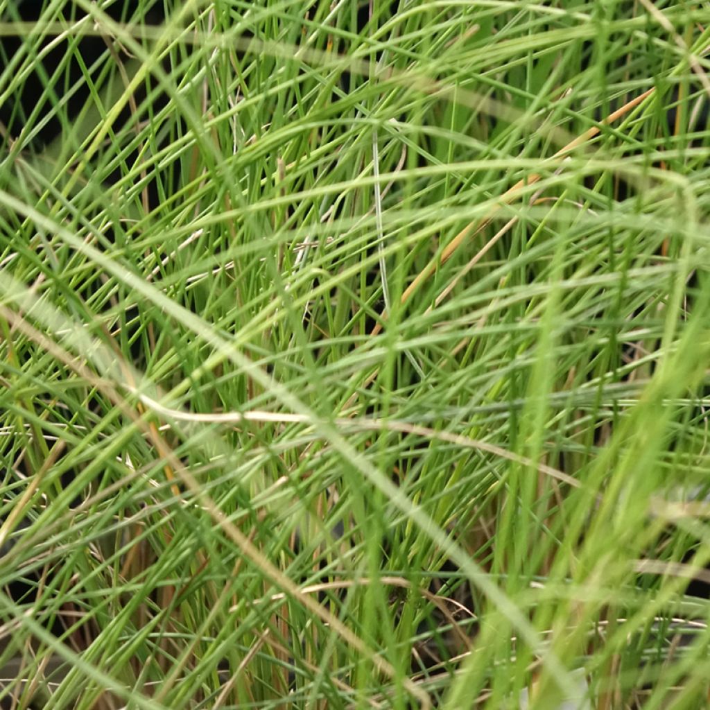 Muhlenbergia capillaris - Prairiegas