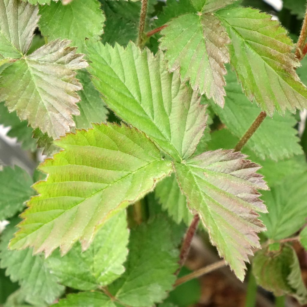 Doornloze braam Navaho