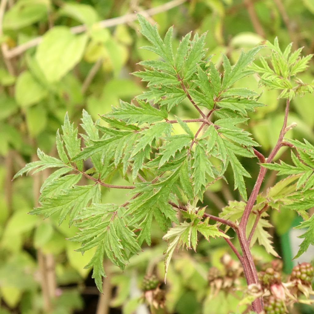 Doornloze braam Oregon Thornless