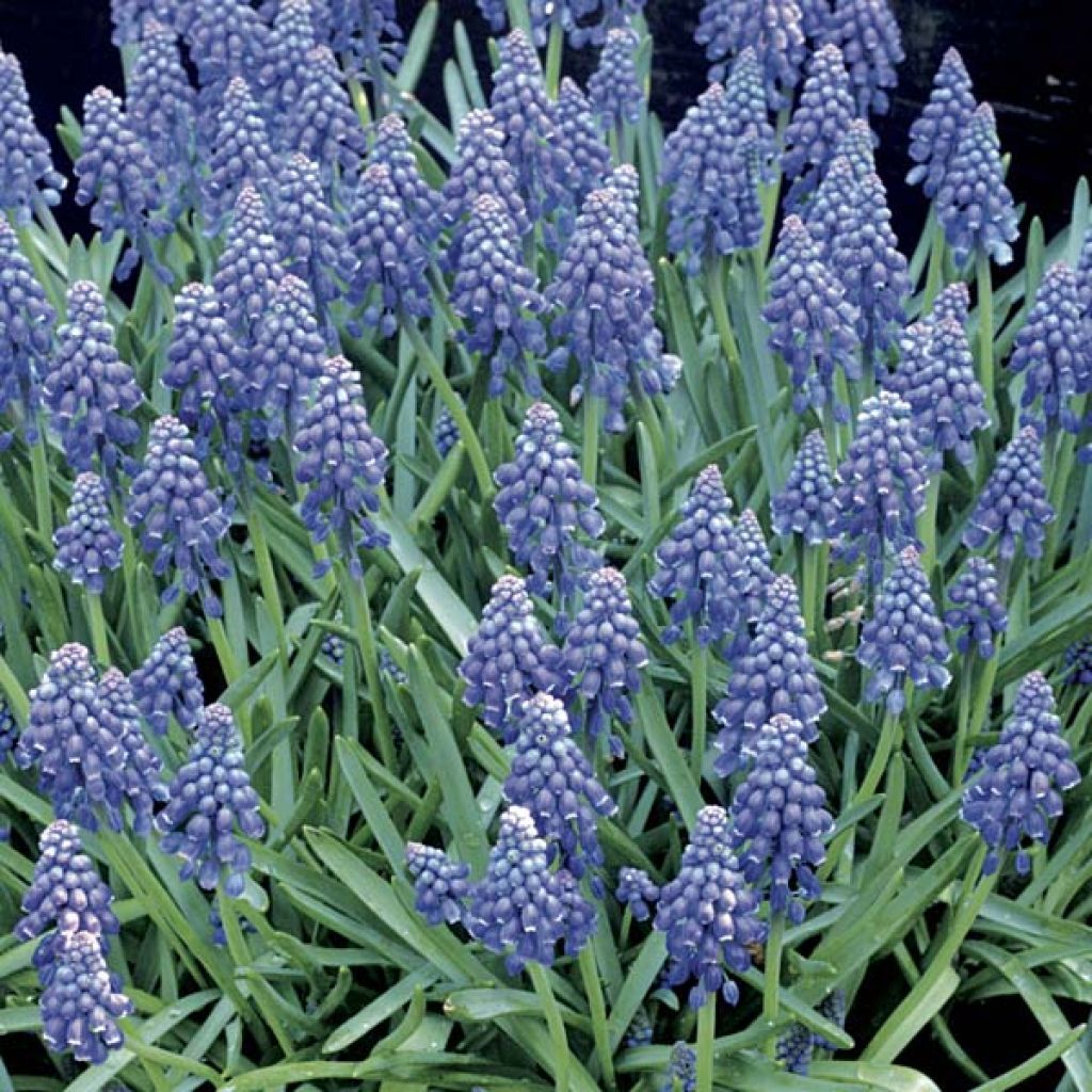 Muscari armeniacum - Blauwe druifjes