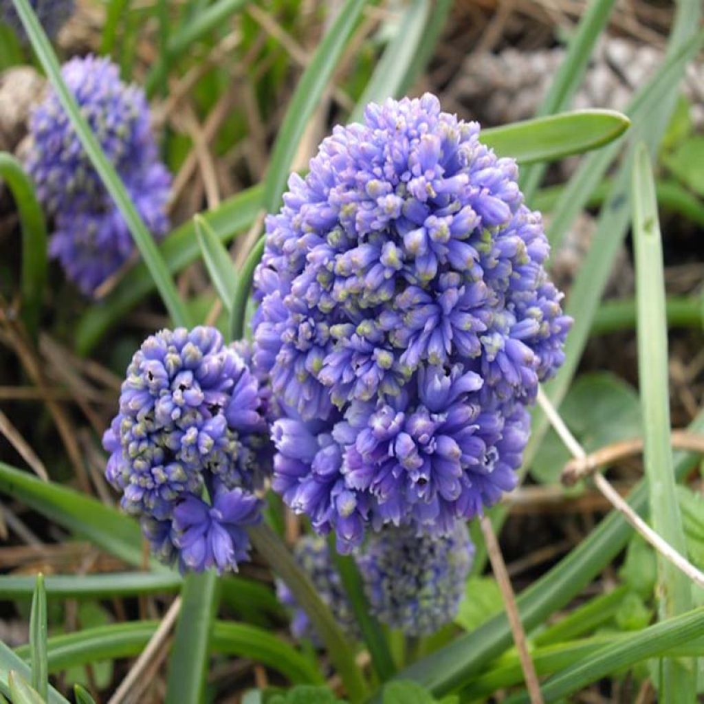 Muscari armeniacum Blue Spike - Blauwe druifjes