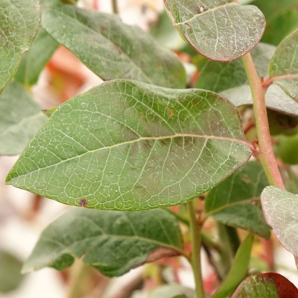 Blauwe bes Blue Pearl