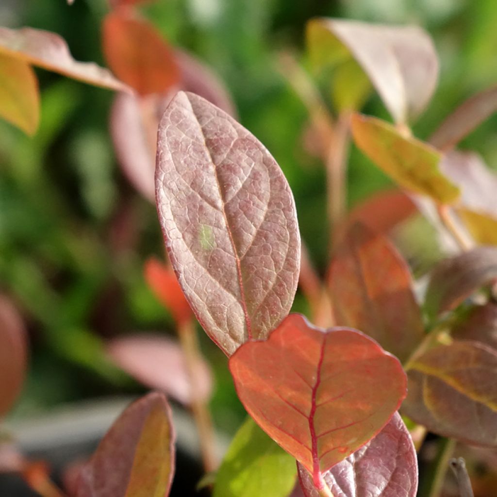 Blauwe bes North Blue