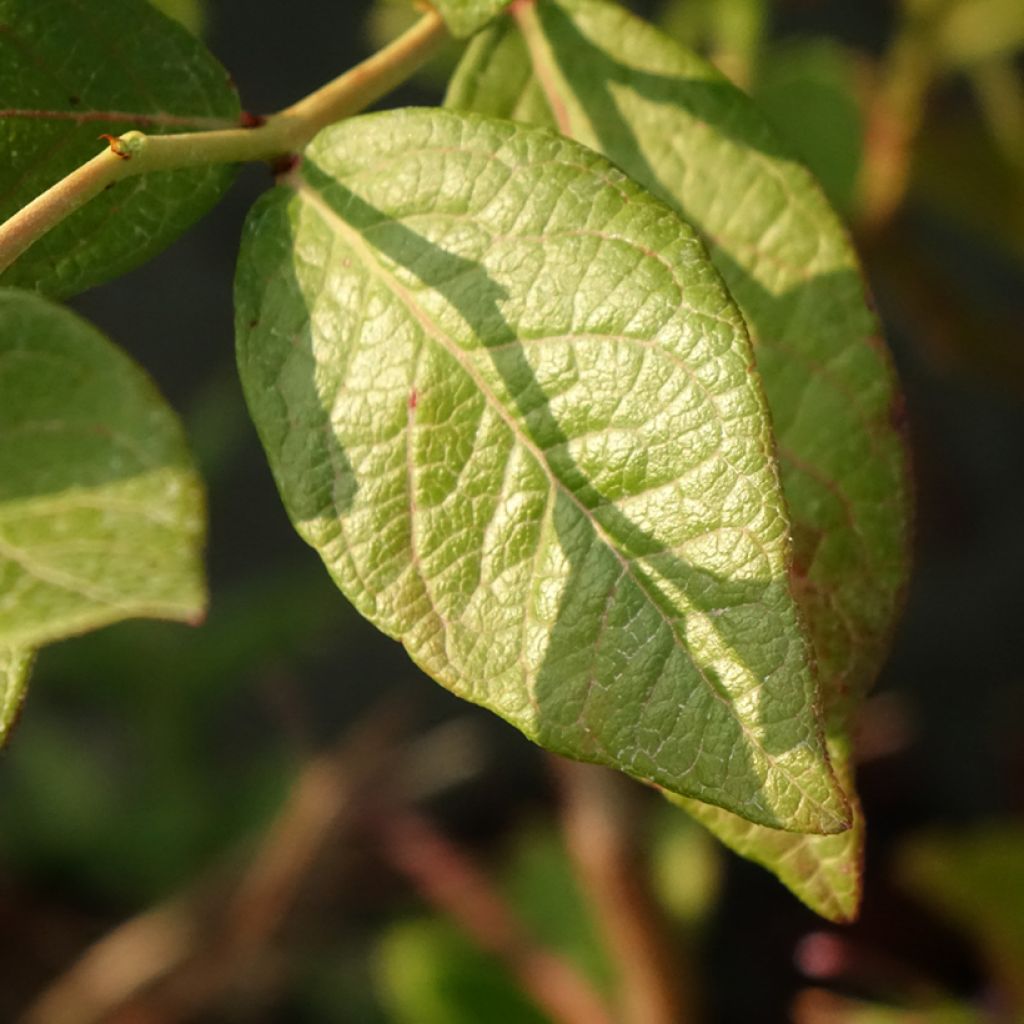 Blauwe bes Goldtraube