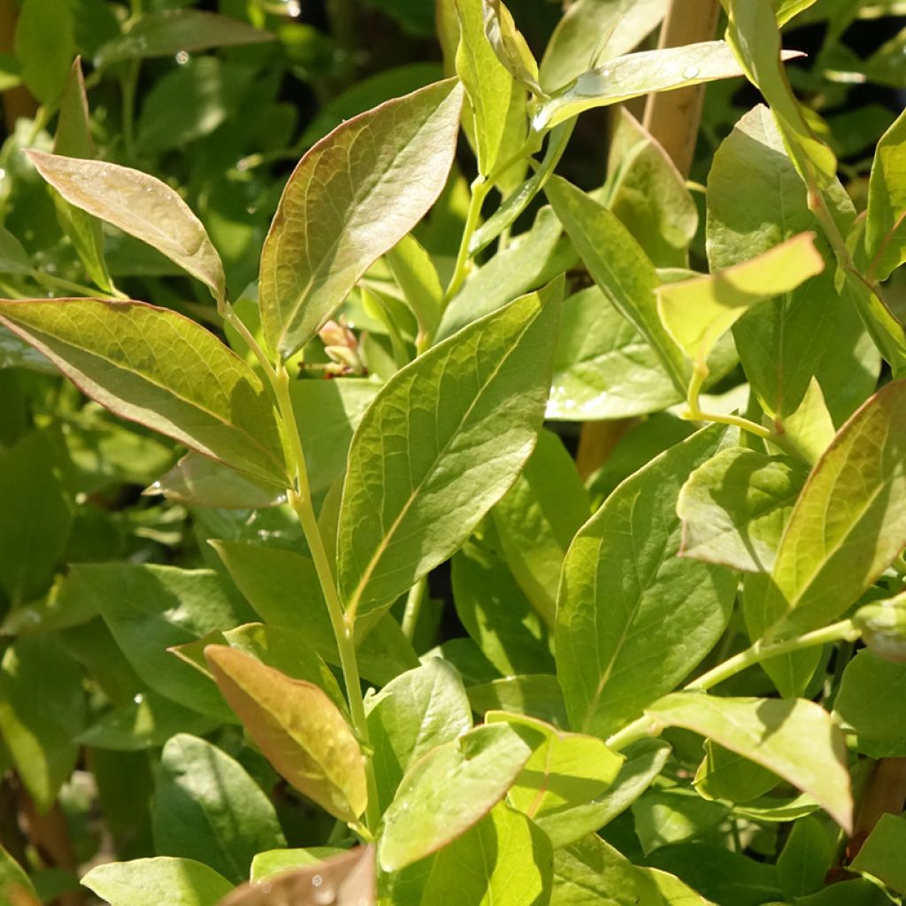 Blauwe bes Blue Roma